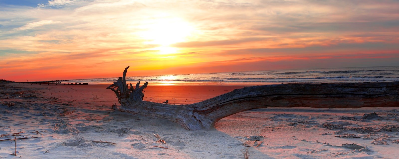 Driftwood along Folly Beach at sunset